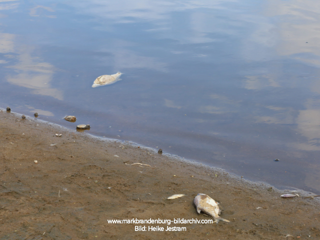 Tote Fische in der Oder bei Lebus