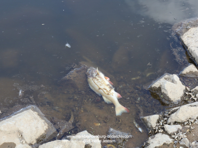 Tote Fische in der Oder bei Lebus